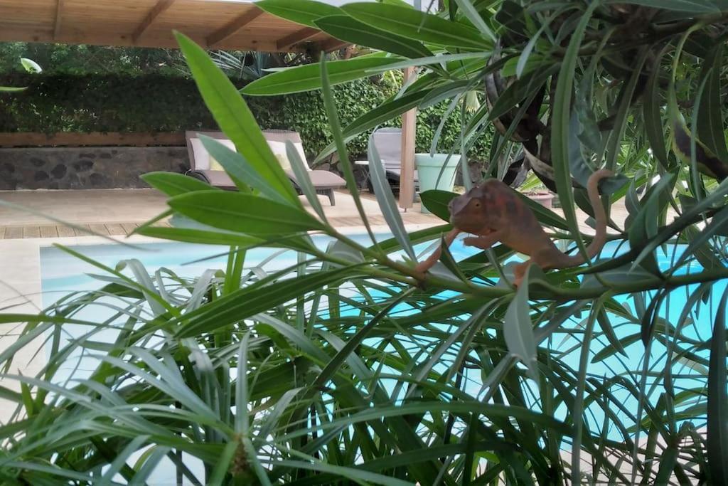 Villa Baies Roses Saint-Leu Ngoại thất bức ảnh